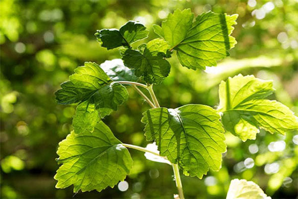 Patchouli Essential Oil