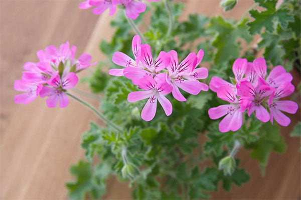 Rose Geranium Essential Oil