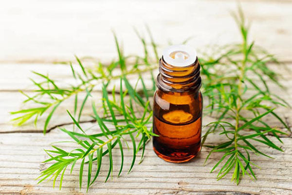 Tea Tree Essential Oil – neob niagara