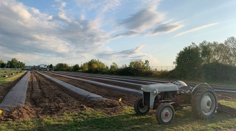 Lavender Field Expansion