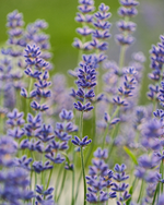 Visit the Flower Farm – neob niagara