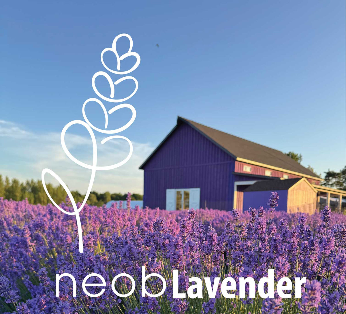Neob neob Lavender - Niagara Essential Oils and Blends – neob niagara